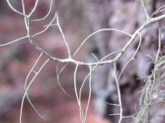 Usnea trichodea