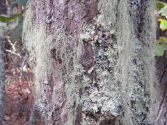 Usnea trichodea