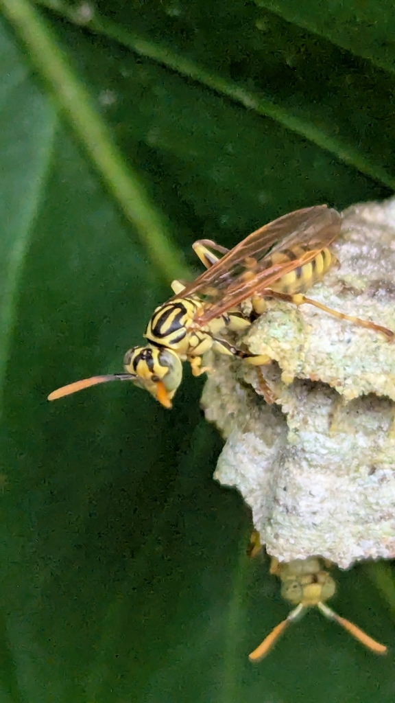 Long-waisted Paper Wasps