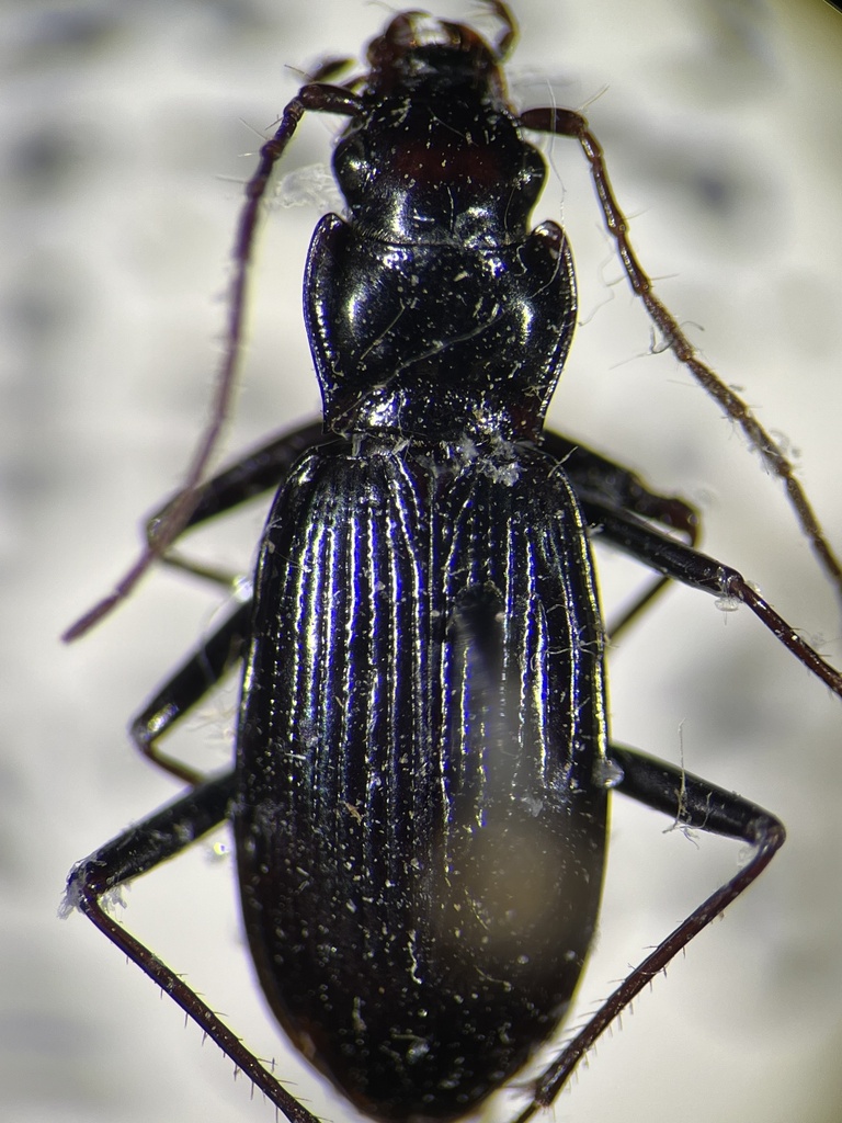 Mann's Gazelle Beetle
