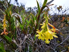 Epidendrum zipaquiranum