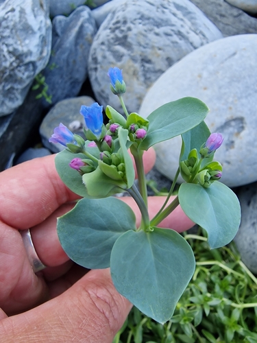 Oysterplant