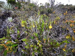 Epidendrum zipaquiranum
