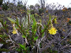 Epidendrum zipaquiranum