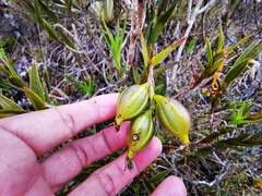 Epidendrum zipaquiranum