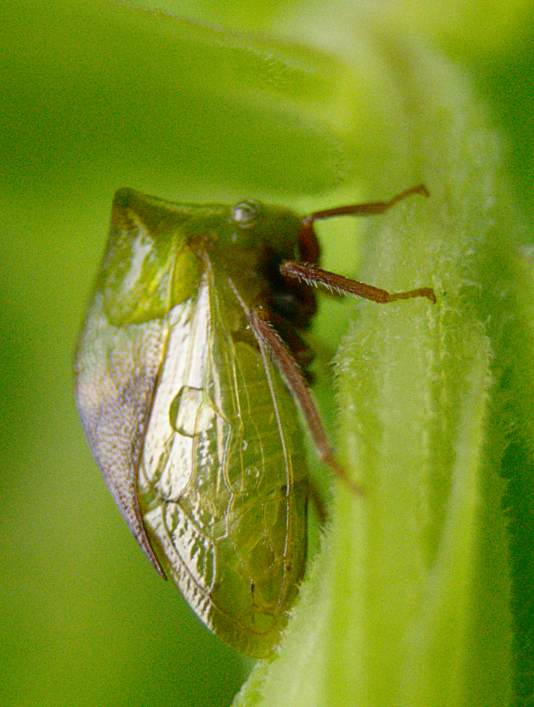 Stictocephala palmeri