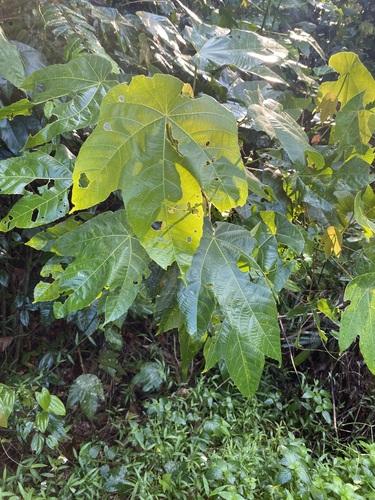 Macaranga triloba observed 2025-08-10