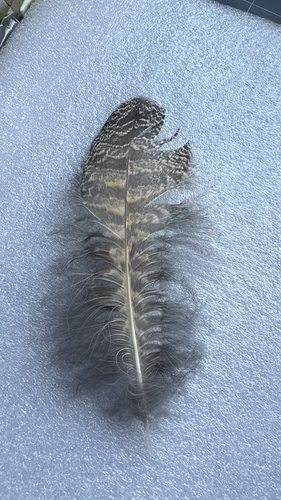 View observation of {o.common_name} on iNaturalist