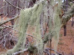 Usnea trichodea