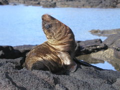 Arctocephalus galapagoensis
