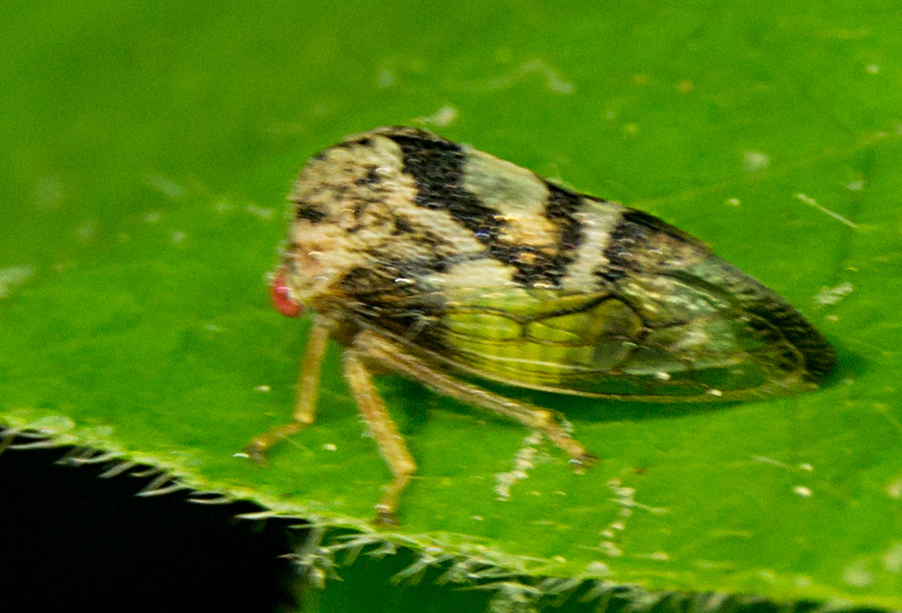 Cyrtolobus pulchellus