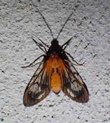 Cosmosoma achemon