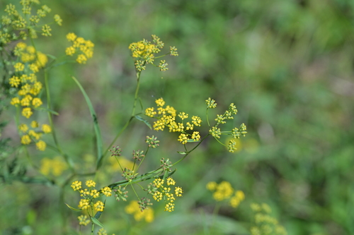 Bupleurum scorzonerifolium iNat (1)