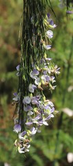 Psoralea fleta