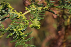 Eriophyes quadrifidus
