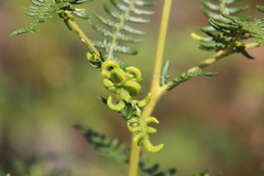 Eriophyes quadrifidus