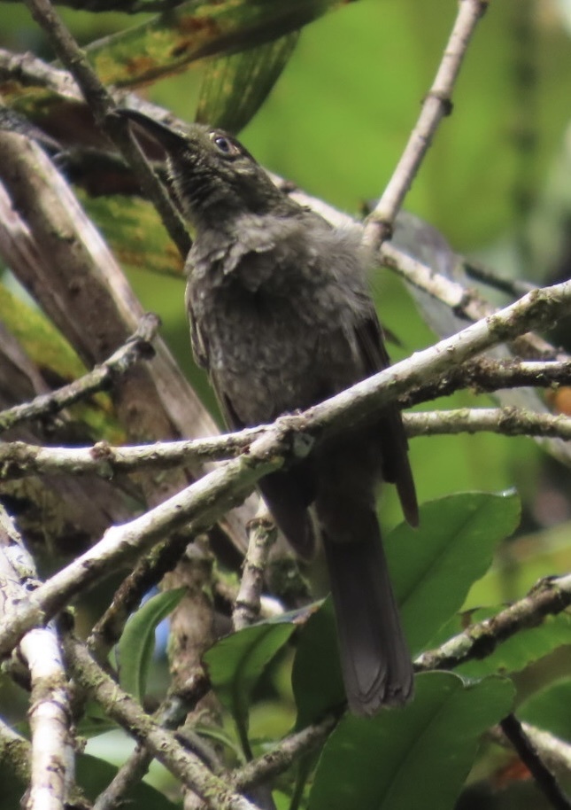 Dark-eared Myza (Myza celebensis), photo 1