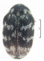 Anthrenocerus australis