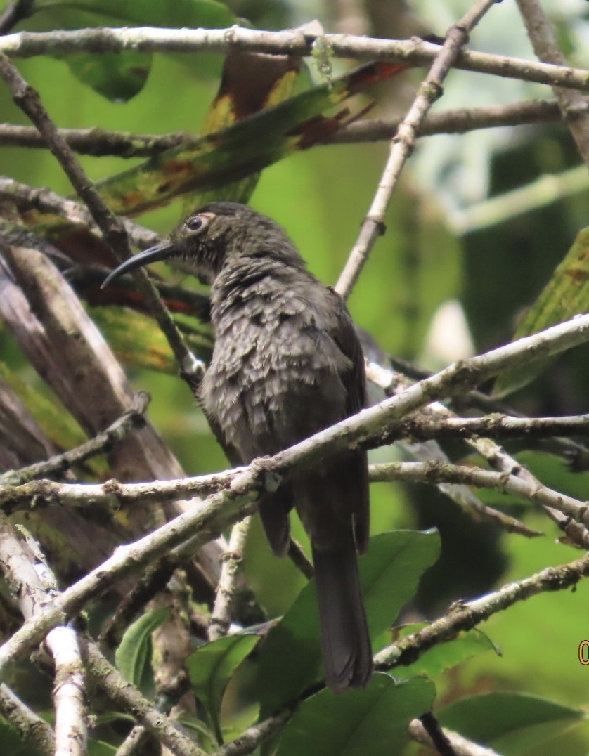 Dark-eared Myza (Myza celebensis), photo 2