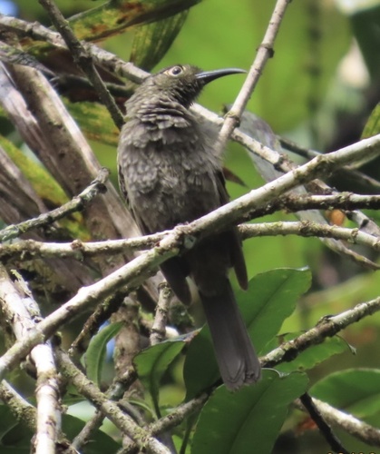 Dark-eared Myza (Myza celebensis), photo 8