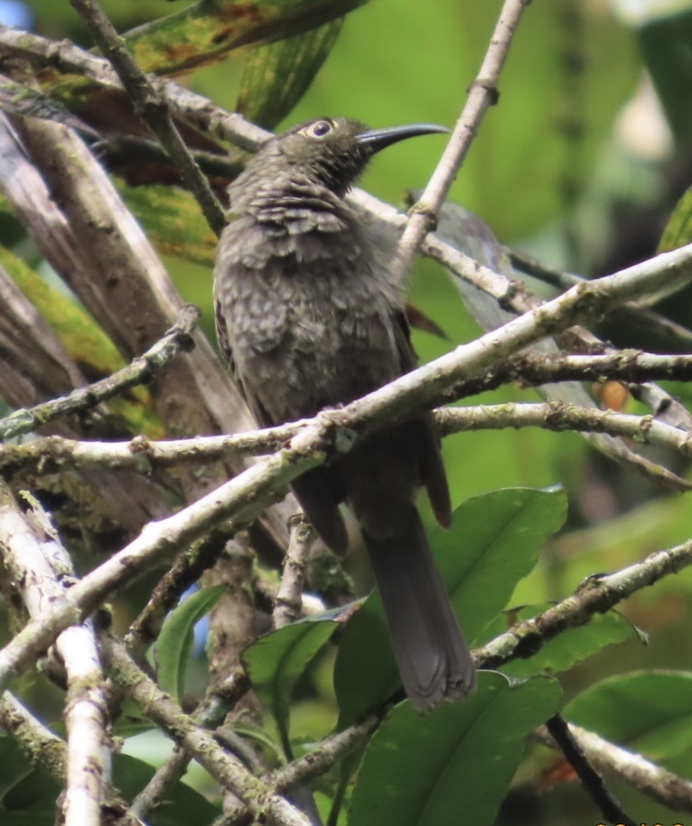 Dark-eared Myza (Myza celebensis), photo 3