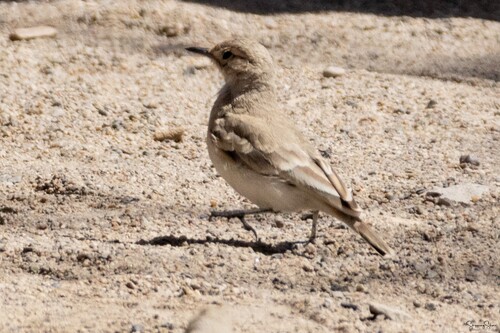 Coastal Miner (Geositta peruviana), photo 6