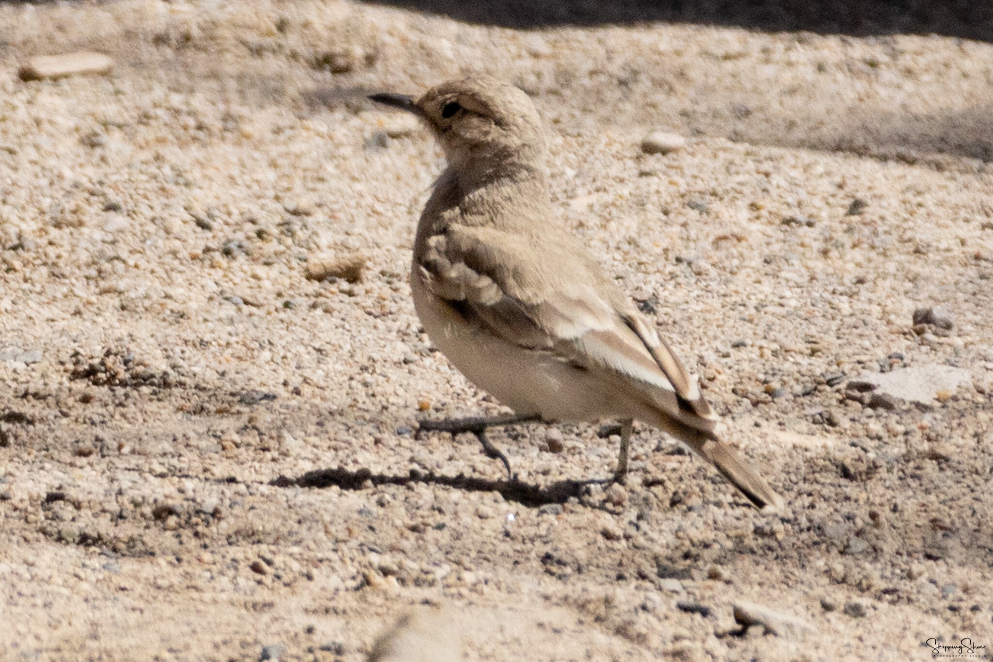 Coastal Miner (Geositta peruviana), photo 6