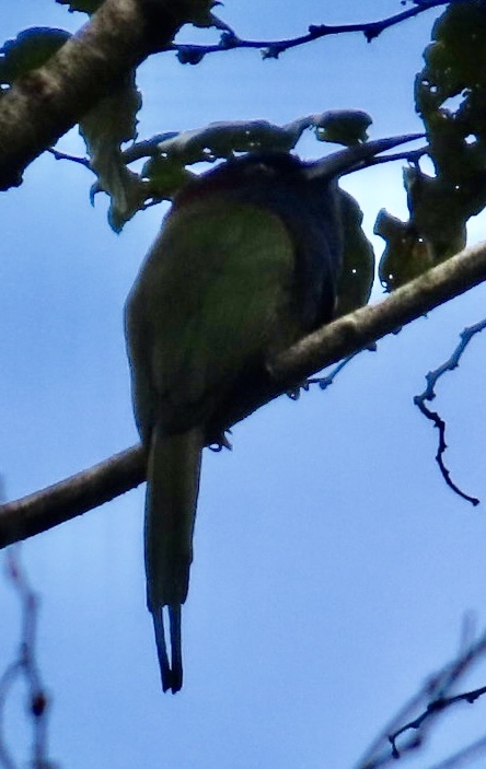 Purple-bearded Bee-eater (Meropogon forsteni), photo 1