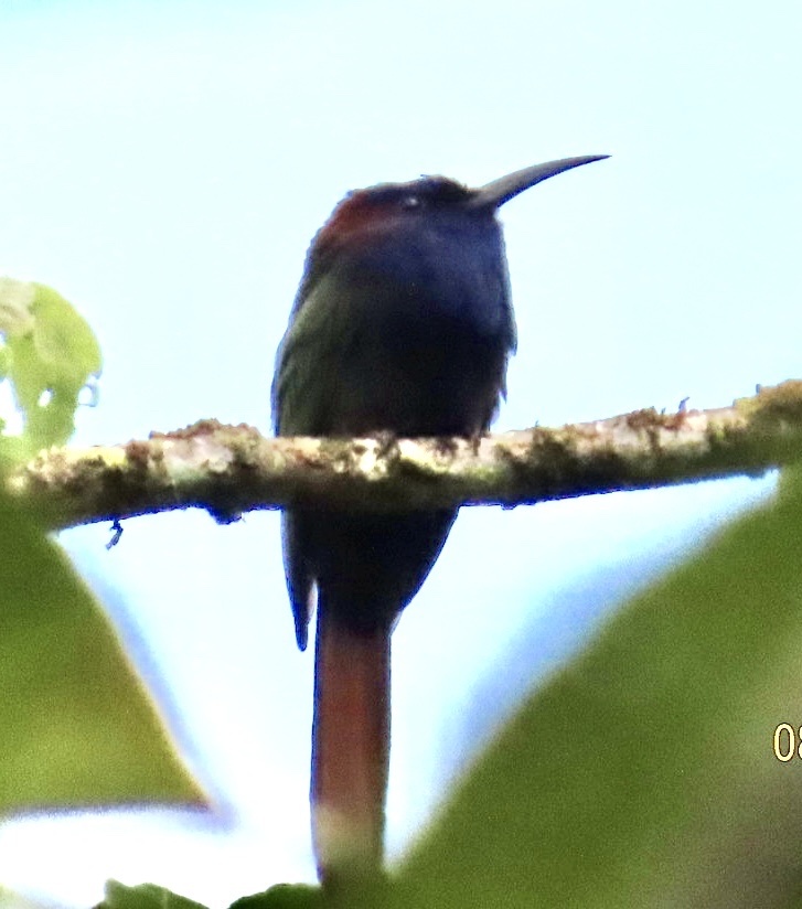 Purple-bearded Bee-eater (Meropogon forsteni), photo 2