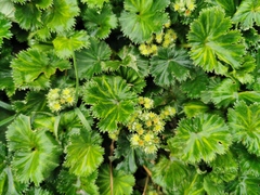 Alchemilla orbiculata