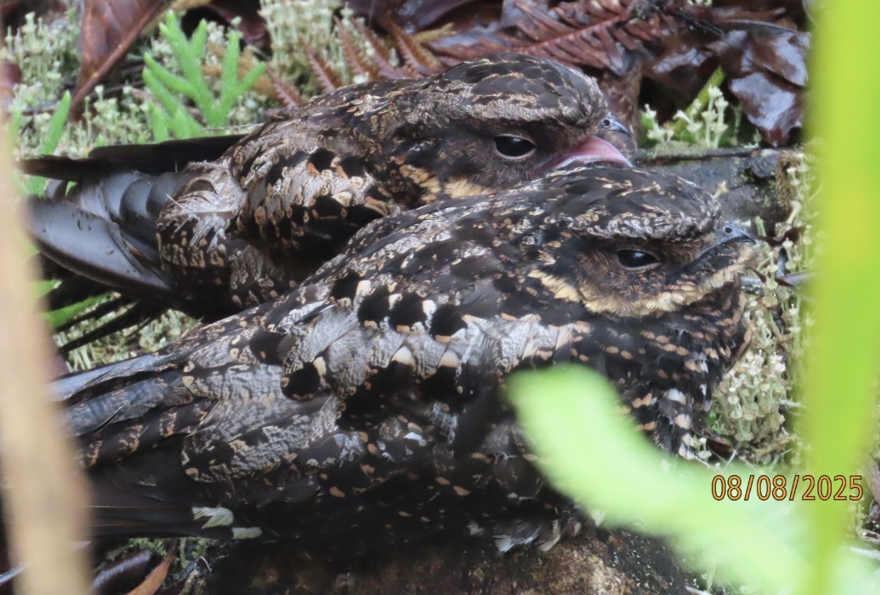 Satanic Nightjar (Eurostopodus diabolicus), photo 3