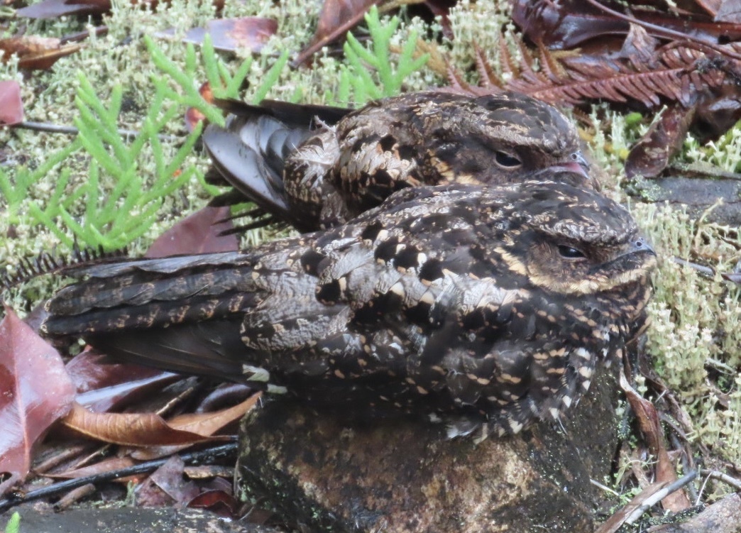 Satanic Nightjar (Eurostopodus diabolicus), photo 4