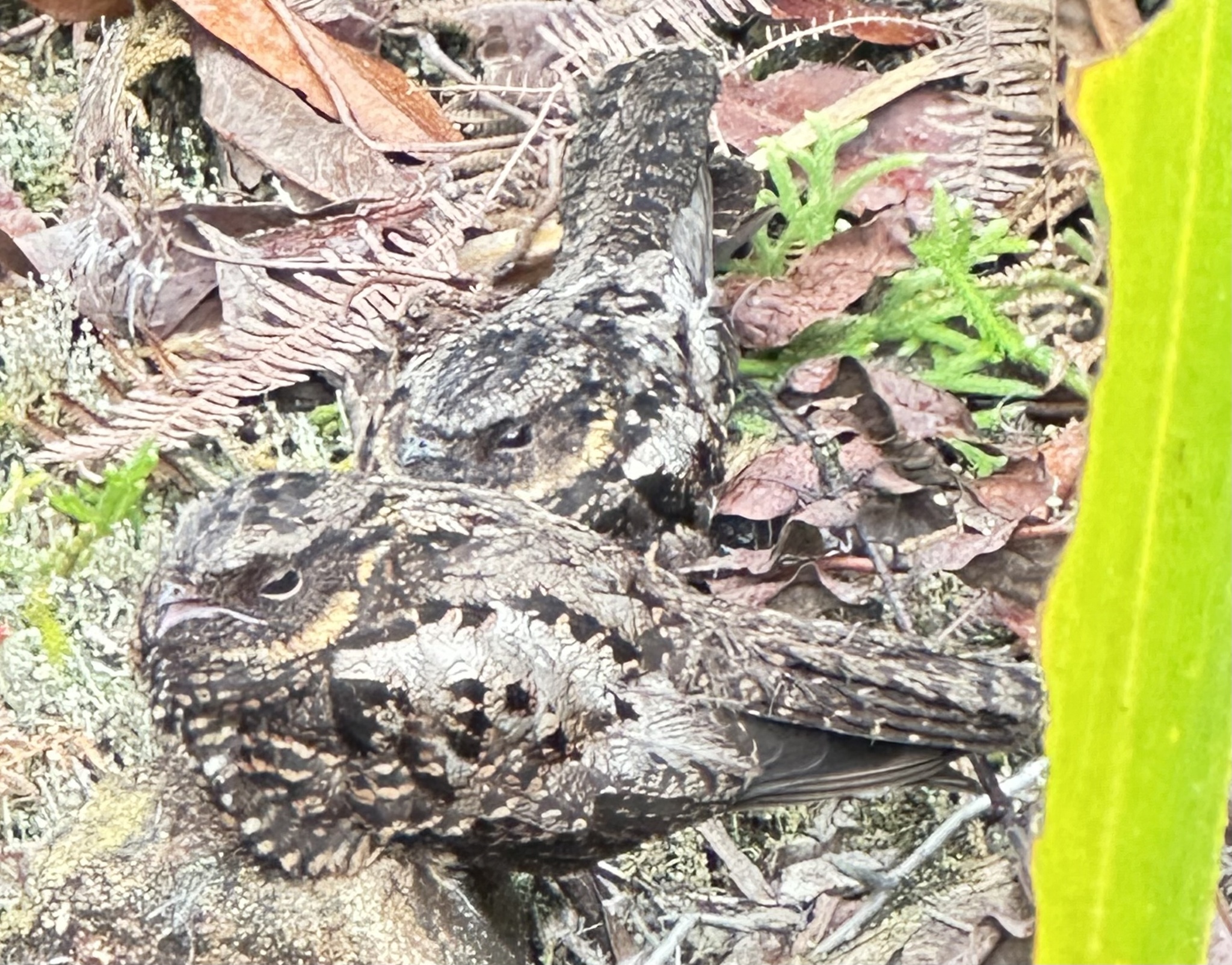 Satanic Nightjar (Eurostopodus diabolicus), photo 5