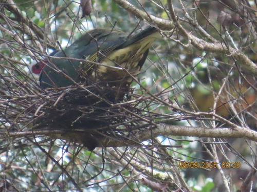 Red-eared Fruit Dove (Ramphiculus fischeri), photo 3