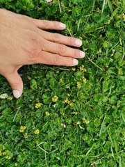 Alchemilla orbiculata