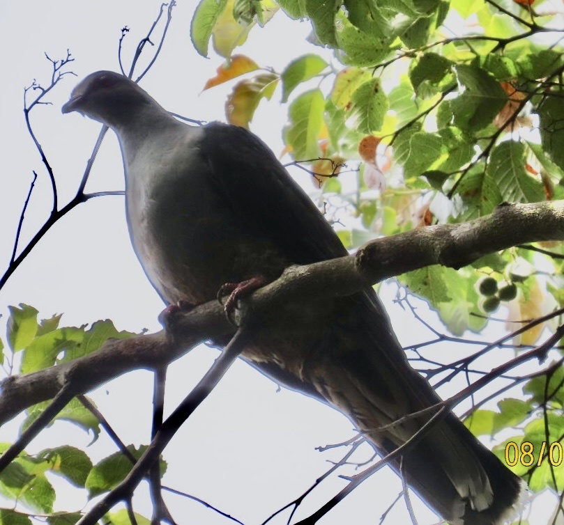 Sombre Pigeon (Cryptophaps poecilorrhoa), photo 1
