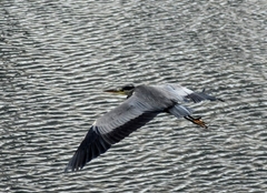 Ardea cinerea