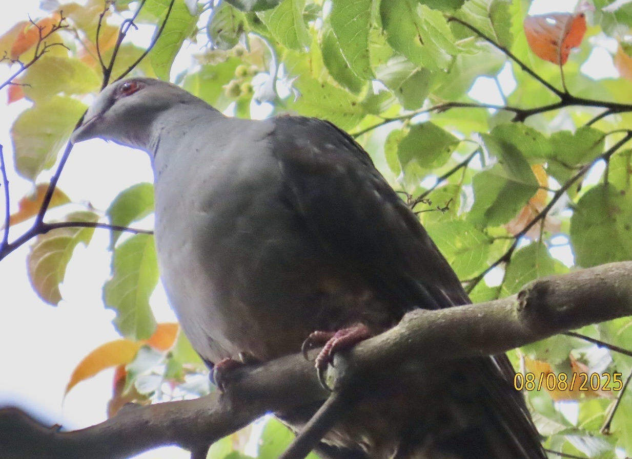 Sombre Pigeon (Cryptophaps poecilorrhoa), photo 2