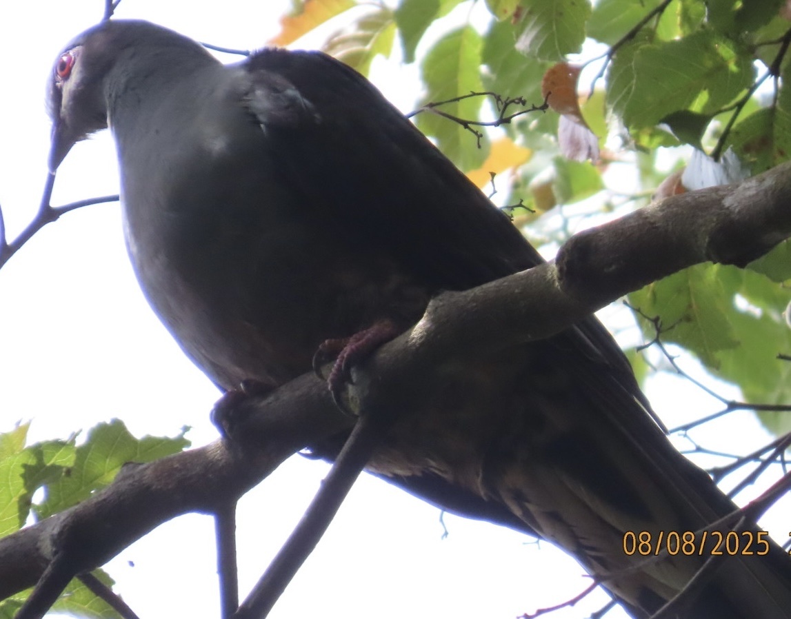 Sombre Pigeon (Cryptophaps poecilorrhoa), photo 8