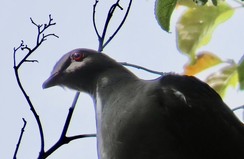 Sombre Pigeon (Cryptophaps poecilorrhoa), photo 6
