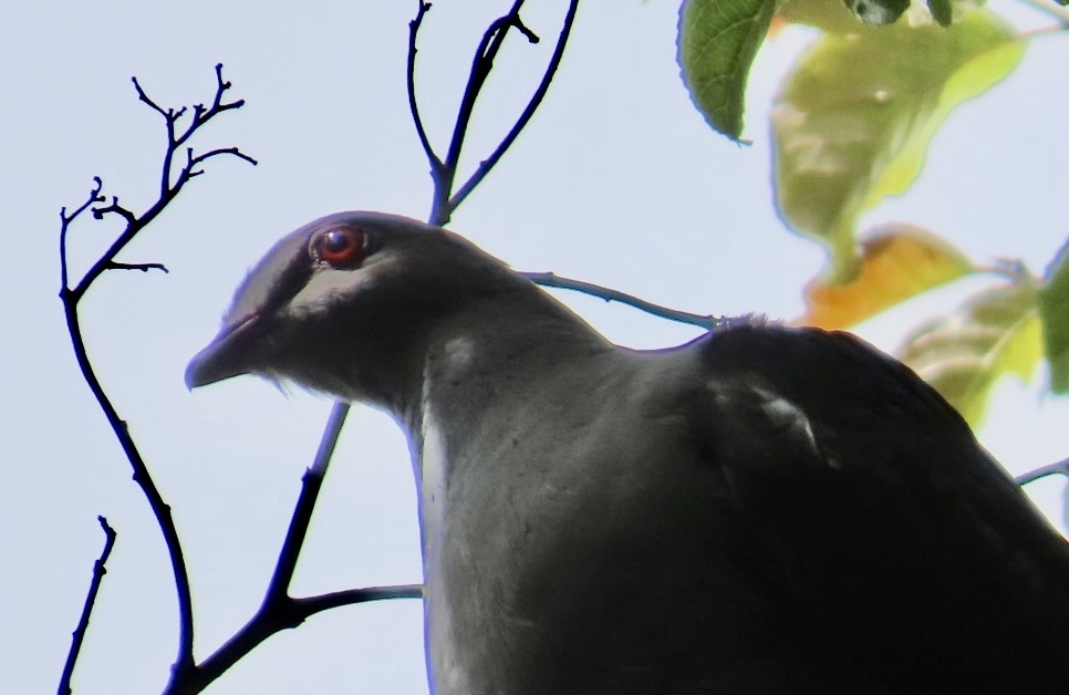 Sombre Pigeon (Cryptophaps poecilorrhoa), photo 9