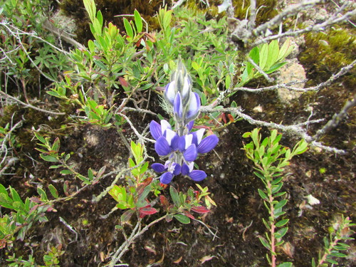 Lupinus bogotensis observed 2019-10-18