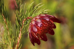 Protea nana
