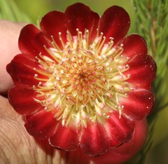 Protea nana