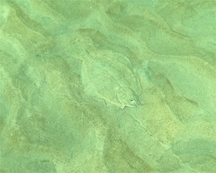 Rhombosolea tapirina