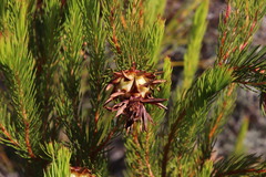 Protea nana