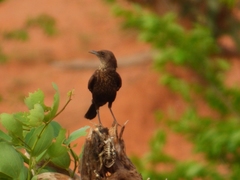 Myrmecocichla aethiops