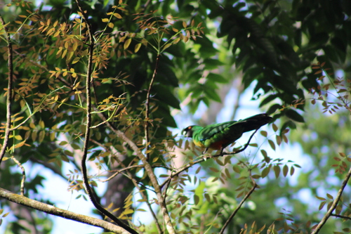 Masked Shining Parrot (Prosopeia personata)
