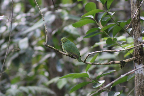 Golden Dove (Ptilinopus luteovirens), photo 4