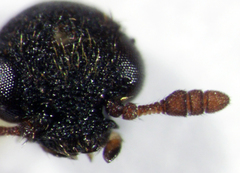 Anthrenocerus australis